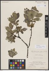 Foto von Salix borealis Fr. x Salix glauca var. appendiculata Wahlenb.